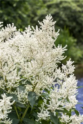 Hoher Wald-Geißbart - Aruncus dioicus