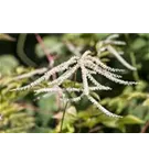 Geschlitztblättriger Garten-Geißbart - Aruncus dioicus 'Kneiffii'