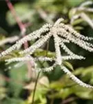 Hoher Wald-Geißbart - Aruncus dioicus