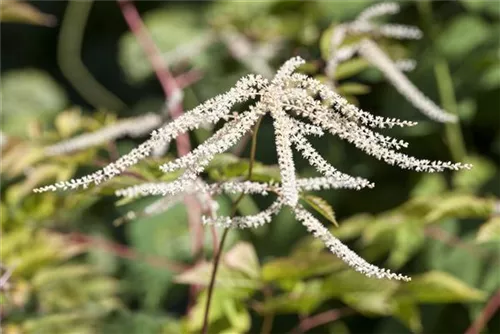 Hoher Wald-Geißbart - Aruncus dioicus