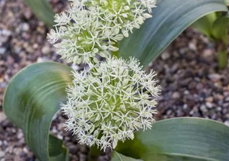 Allium karataviense - Blauzungen-Lauch