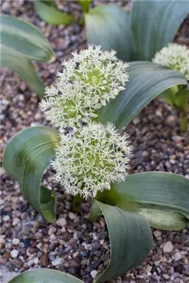 Blauzungen-Lauch - Allium karataviense