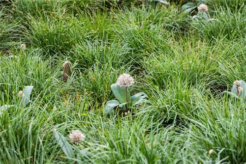 Blauzungen-Lauch - Allium karataviense