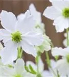 Waldrebe 'Early Sensation' - Clematis 'Early Sensation'