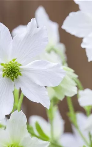 Clematis 'Early Sensation'