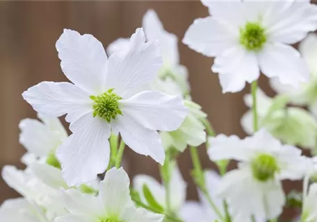 Clematis 'Early Sensation' - Waldrebe 'Early Sensation'