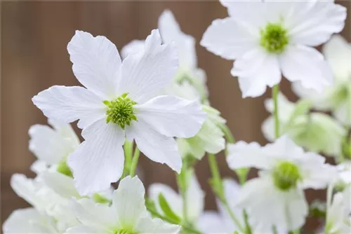 Waldrebe 'Early Sensation' - Clematis 'Early Sensation'