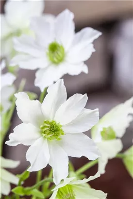 Waldrebe 'Early Sensation' - Clematis 'Early Sensation'