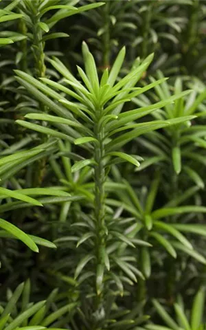 Cephalotaxus harringtonii 'Fastigiata'