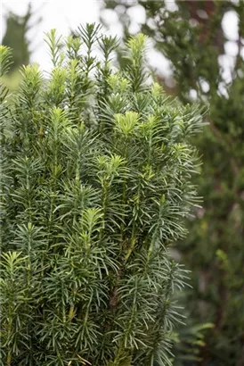 Harringtons Säulen-Kopfeibe - Cephalotaxus harringtonii 'Fastigiata'