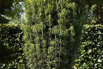 Cephalotaxus - Kopfeibe