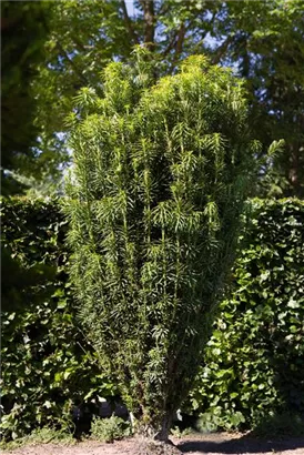 Harringtons Säulen-Kopfeibe - Cephalotaxus harringtonii 'Fastigiata'