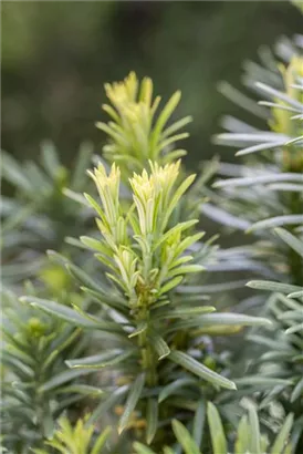 Harringtons Säulen-Kopfeibe - Cephalotaxus harringtonii 'Fastigiata'