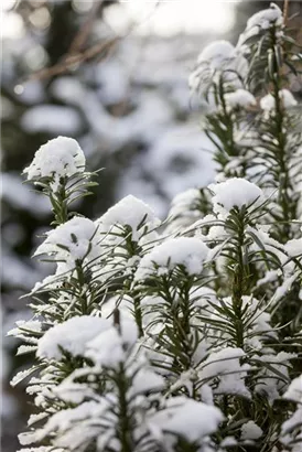 Harringtons Säulen-Kopfeibe - Cephalotaxus harringtonii 'Fastigiata'