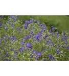 Brauner Garten-Storchschnabel - Geranium phaeum 'Lily Lovell'