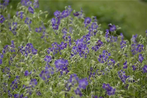 Brauner Garten-Storchschnabel - Geranium phaeum 'Lily Lovell'