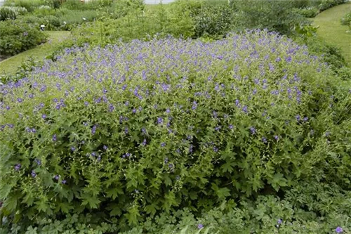 Brauner Garten-Storchschnabel - Geranium phaeum 'Lily Lovell'