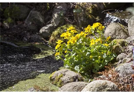 Caltha palustris - Sumpf-Dotterblume