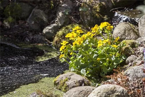 Sumpf-Dotterblume - Caltha palustris