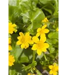 Sumpf-Dotterblume - Caltha palustris