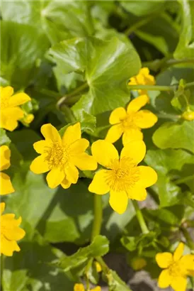 Sumpf-Dotterblume - Caltha palustris