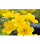 Sumpf-Dotterblume - Caltha palustris