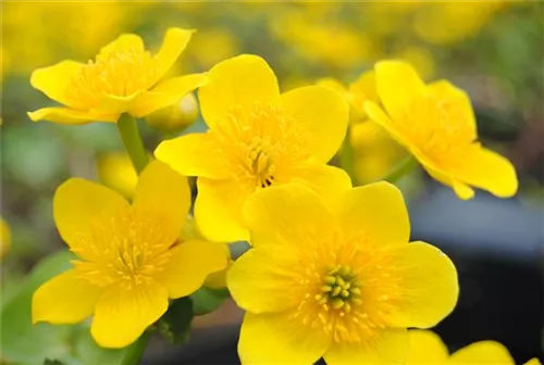 Sumpf-Dotterblume - Caltha palustris