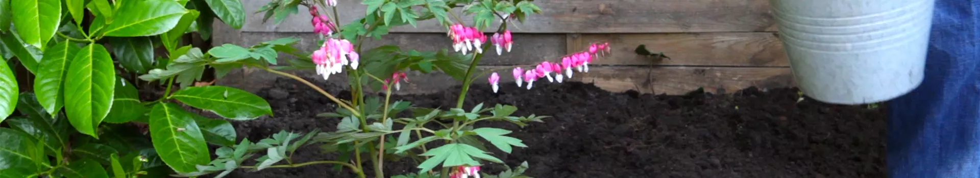 Tränendes Herz - Einpflanzen im Garten