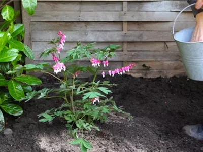 Tränendes Herz - Einpflanzen im Garten