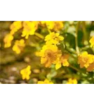 Sumpf-Dotterblume - Caltha palustris