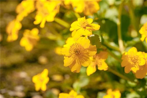 Sumpf-Dotterblume - Caltha palustris