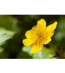 Sumpf-Dotterblume - Caltha palustris