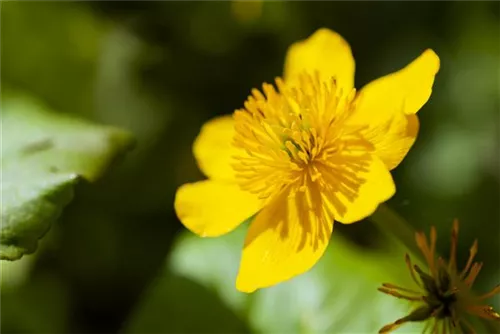 Sumpf-Dotterblume - Caltha palustris