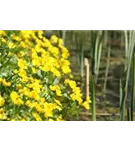 Sumpf-Dotterblume - Caltha palustris