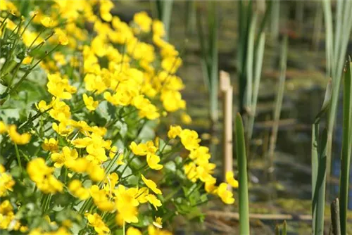 Sumpf-Dotterblume - Caltha palustris