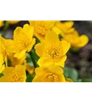 Sumpf-Dotterblume - Caltha palustris