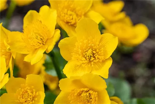 Sumpf-Dotterblume - Caltha palustris