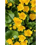 Sumpf-Dotterblume - Caltha palustris