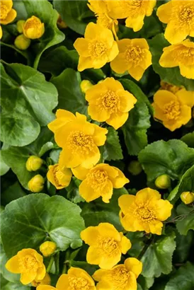 Sumpf-Dotterblume - Caltha palustris