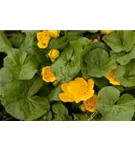 Sumpf-Dotterblume - Caltha palustris