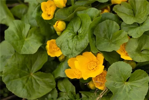 Sumpf-Dotterblume - Caltha palustris