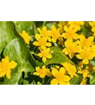 Sumpf-Dotterblume - Caltha palustris