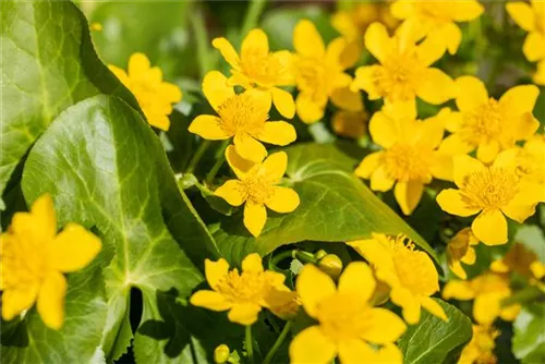 Sumpf-Dotterblume - Caltha palustris