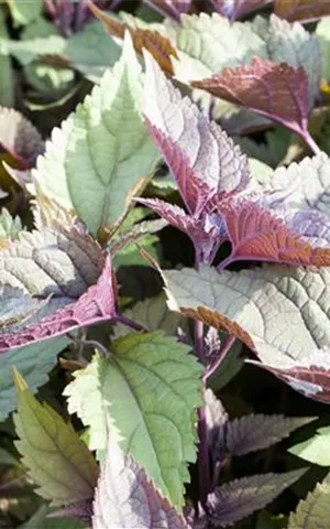 Eupatorium rugosum 'Chocolate'