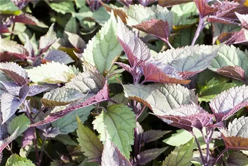 Braunblättriger Garten-Wasserdost - Eupatorium rugosum 'Chocolate'