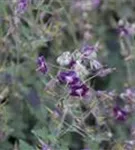 Brauner Garten-Storchschnabel - Geranium phaeum 'Samobor'