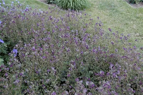 Brauner Garten-Storchschnabel - Geranium phaeum 'Samobor'