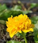 Gefülltblühende Garten-Dotterblume - Caltha palustris 'Multiplex'