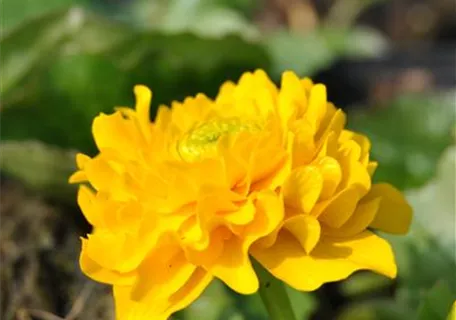 Caltha palustris 'Multiplex' - Gefülltblühende Garten-Dotterblume