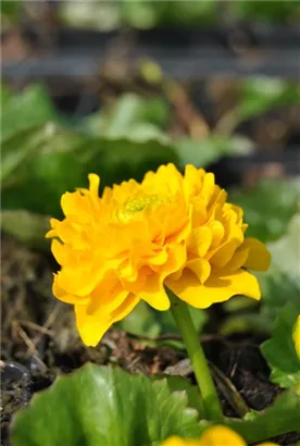 Gefülltblühende Garten-Dotterblume - Caltha palustris 'Multiplex'